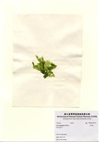 藏品(牡丹菜)的圖片